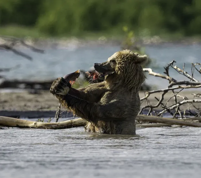 Framed Print : Brown bear bites off the tail first after it has just caught a sockeye salmon in