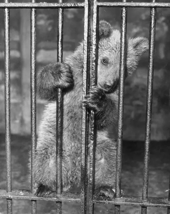 Framed Print : Brown Bear Cub Framed Print : Brown Bear Cub