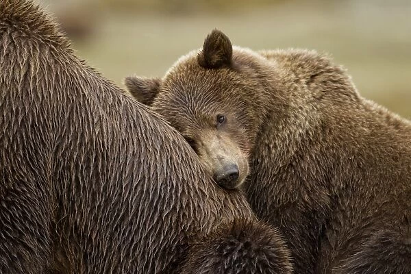 Brown Bear Cub, Katmai National Park, Alaska