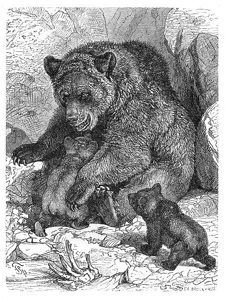Brown bear and cubs engraving 1882