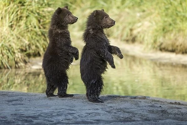Brown Bear Cubs, Katmai National Park, Alaska