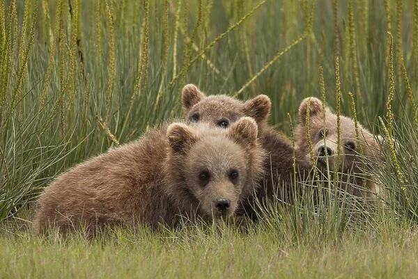 Brown bear cubs, Lake Clark National Park, Alaska, USA