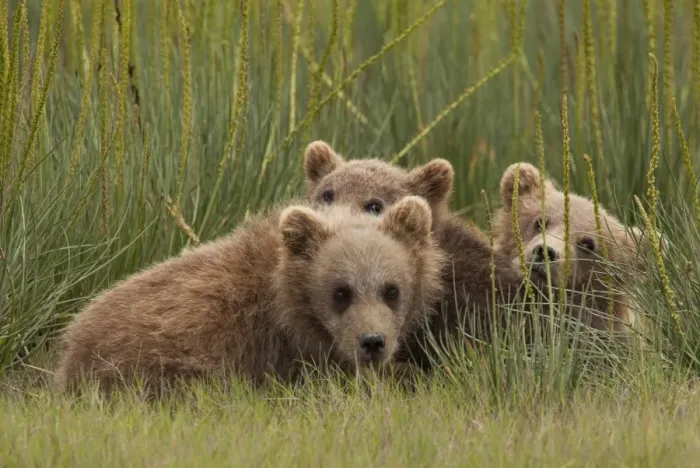 Framed Print : Brown bear cubs, Lake Clark National Park, Alaska, USA Framed Print : Brown bear cubs, Lake Clark National Park, Alaska, USA