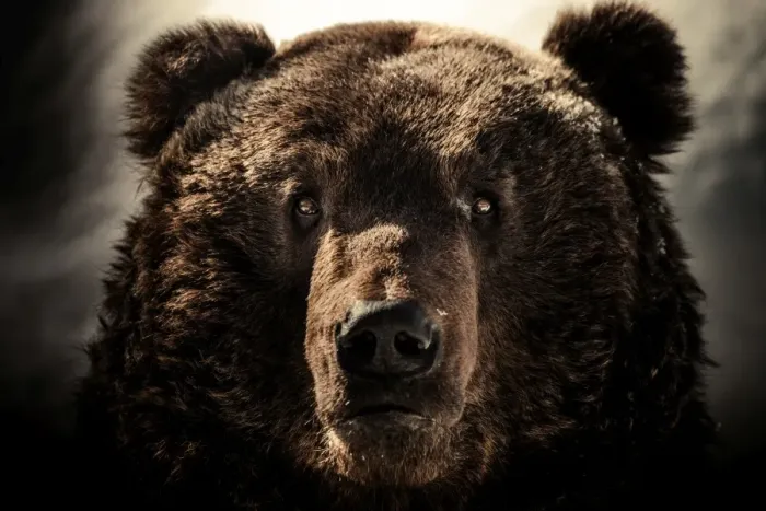 Framed Print : a Brown bear face shot Framed Print : a Brown bear face shot