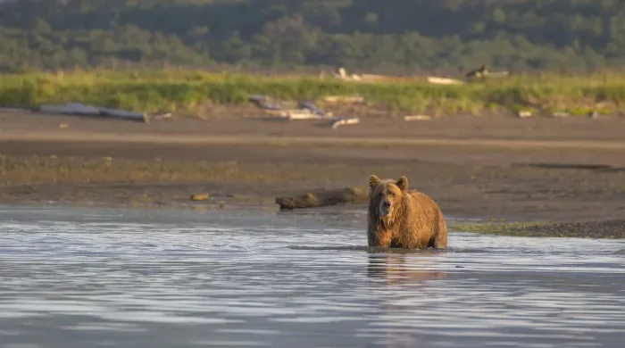 Framed Print : Brown Bear Fishing Framed Print : Brown Bear Fishing