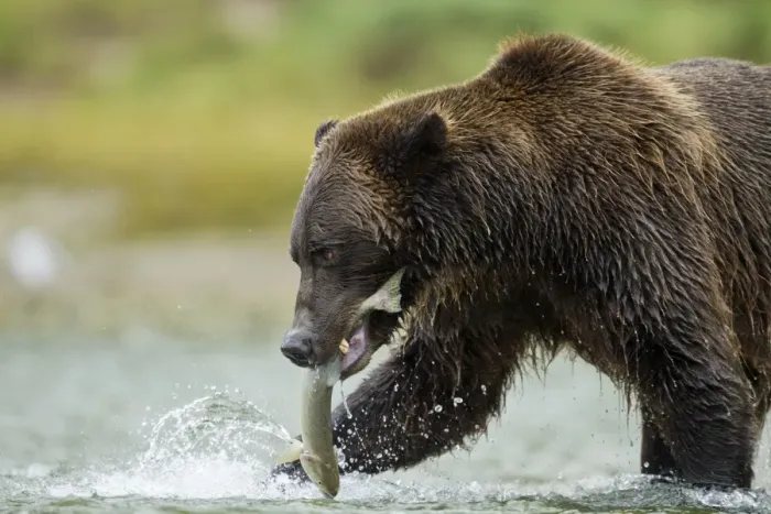 Framed Print : Brown Bear, Katmai National Park, Alaska Framed Print : Brown Bear, Katmai National Park, Alaska