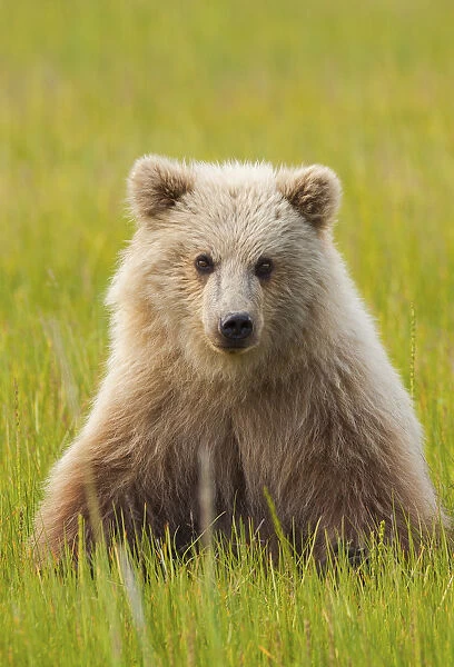 Brown bear, Lake Clark National Park, Alaska, USA