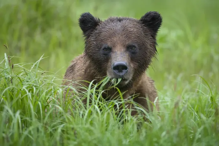 Framed Print : Brown Bear, Misty Fiords National Monument, Alaska