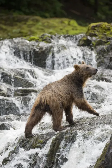 Framed Print : Brown Bear along Pavlof Harbor, Alaska