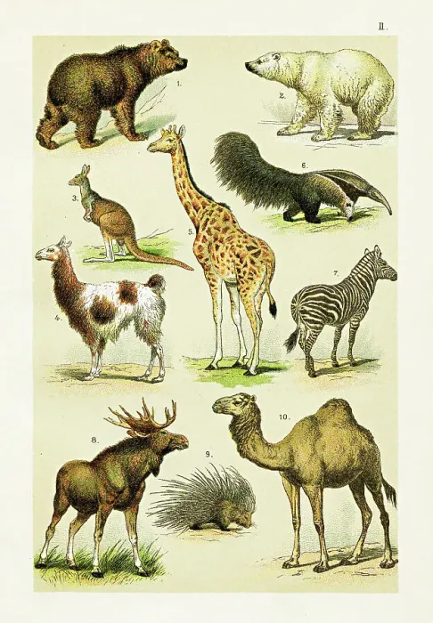 Framed Print : Brown bear, Polar bear, Llama, Giraffe, Deer, Zebra, Dromedary illustration 1899 Framed Print : Brown bear, Polar bear, Llama, Giraffe, Deer, Zebra, Dromedary illustration 1899