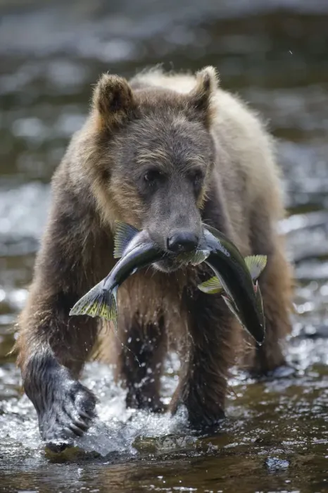 Framed Print : Brown Bear and Salmon, Pavlof Harbor, Alaska Framed Print : Brown Bear and Salmon, Pavlof Harbor, Alaska