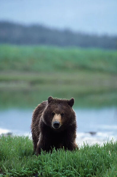 Brown Bear (Ursus arctos), Admiralty Island, Alaska