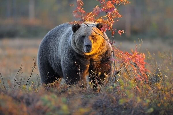 Brown Bear -Ursus arctos- in the autumnally coloured taiga or boreal forest in the last light, border area to Russia, Kuhmo, Karelia, Finland