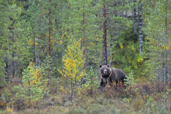 Framed Print : Brown Bear -Ursus arctos- in the autumnally coloured taiga or boreal forest, border area to Russia, Kuhmo, Karelia, Finland Framed Print : Brown Bear -Ursus arctos- in the autumnally coloured taiga or boreal forest, border area to Russia, Kuhmo, Karelia, Finland