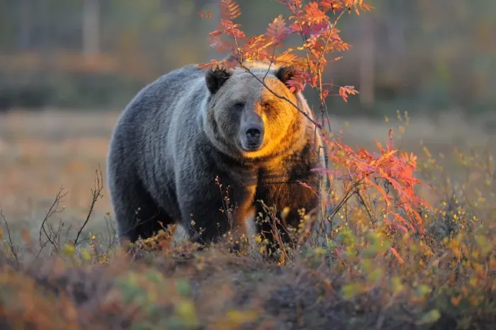 Framed Print : Brown Bear -Ursus arctos- in the autumnally coloured taiga or boreal forest in the last light, border area to Russia, Kuhmo, Karelia, Finland Framed Print : Brown Bear -Ursus arctos- in the autumnally coloured taiga or boreal forest in the last light, border area to Russia, Kuhmo, Karelia, Finland