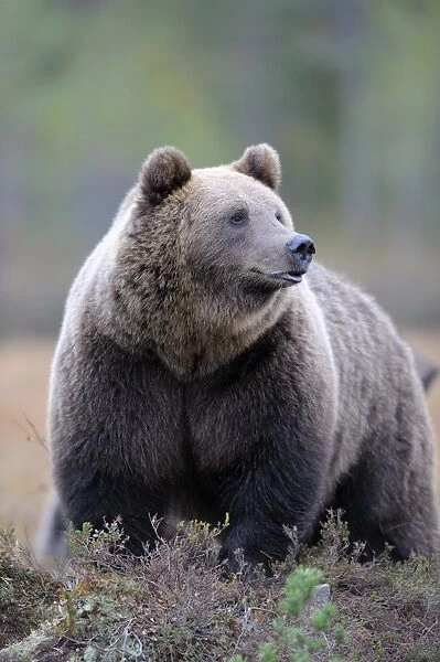 Brown Bear -Ursus arctos-, border area to Russia, Kuhmo, Karelia, Finland
