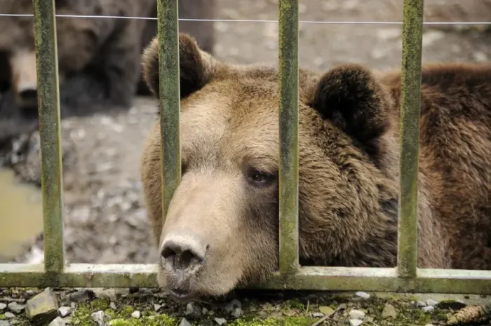 Framed Print : Brown bear -Ursus arctos- in captivity Framed Print : Brown bear -Ursus arctos- in captivity