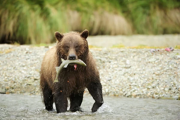 Brown Bear -Ursus arctos- crossing the river with salmon in its mouth, Katmai National Park, Alaska