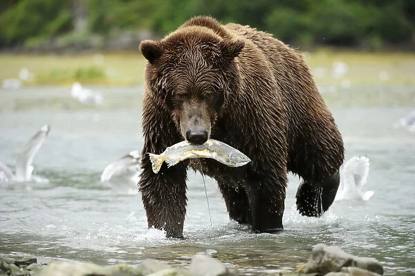 Brown Bear -Ursus arctos- crossing the river with salmon in its mouth, Katmai National Park, Alaska