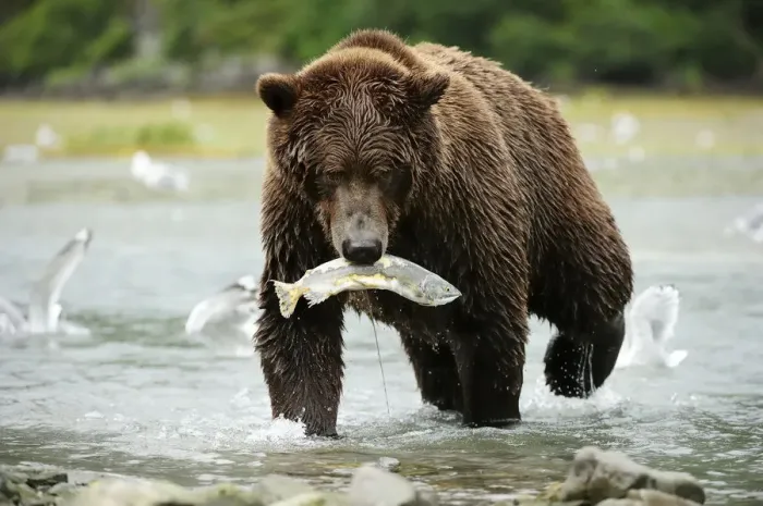 Framed Print : Brown Bear -Ursus arctos- crossing the river with salmon in its mouth, Katmai National Park, Alaska Framed Print : Brown Bear -Ursus arctos- crossing the river with salmon in its mouth, Katmai National Park, Alaska