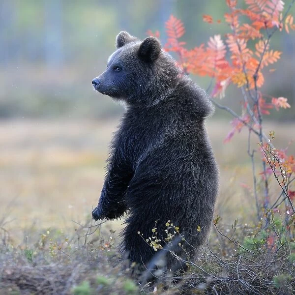 Brown Bear -Ursus arctos- cub standing on its hindlegs in the autumnally coloured taiga or boreal forest, border area to Russia, Kuhmo, Karelia, Finland