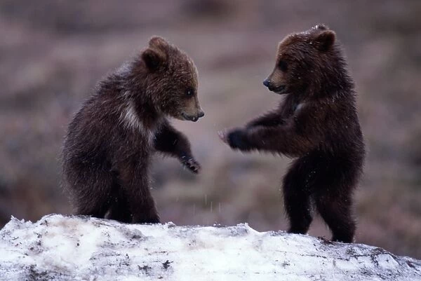 Brown bear (Ursus arctos) cubs play fighting in snow
