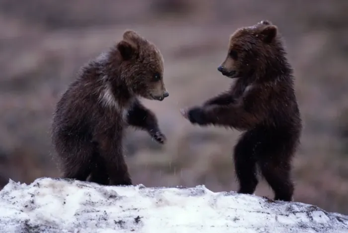 Framed Print : Brown bear (Ursus arctos) cubs play fighting in snow Framed Print : Brown bear (Ursus arctos) cubs play fighting in snow