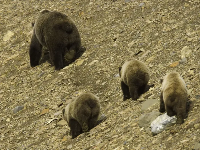 Framed Print : Brown bear (Ursus arctos) and three cubs on shingle scree, rear view Framed Print : Brown bear (Ursus arctos) and three cubs on shingle scree, rear view