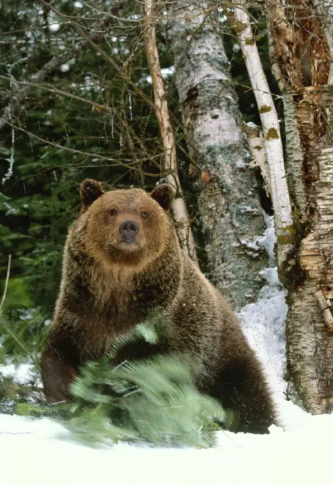 Framed Print : Brown bear (Ursus arctos horribilis), Montana, USA Framed Print : Brown bear (Ursus arctos horribilis), Montana, USA