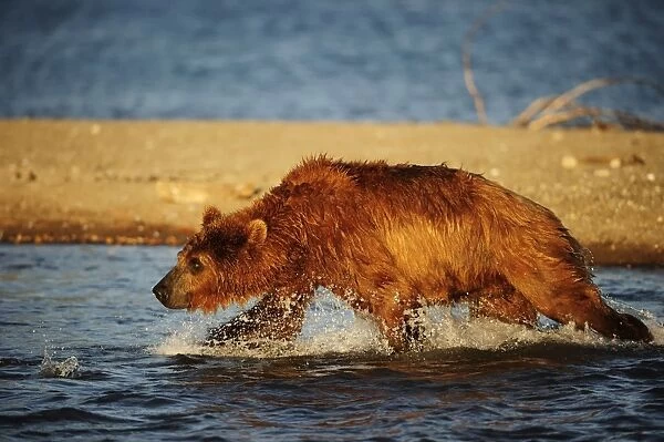 Brown Bear -Ursus arctos- hunting for salmon in the water, Kurile Lake, Kamchatka Peninsula, Russia