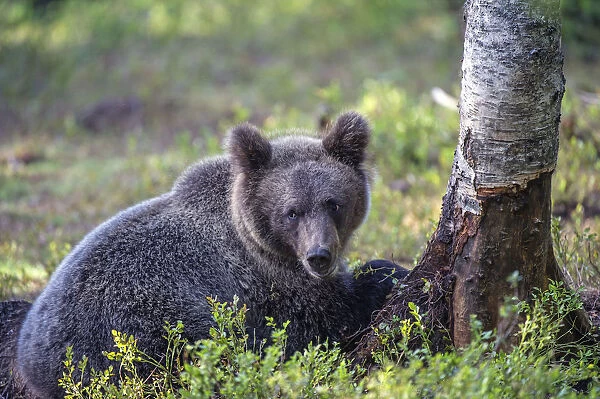 Brown bear -Ursus arctos-, juvenile, Karelia, Finland