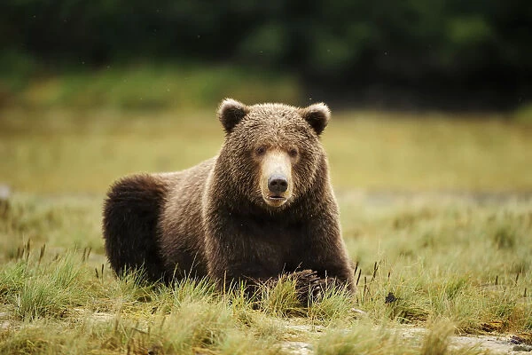 Brown Bear -Ursus arctos- lying in the grass, Katmai National Park, Alaska