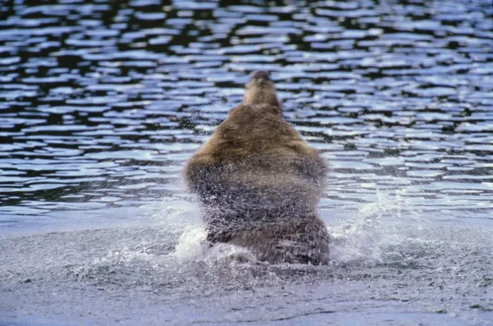 Framed Print : Brown bear (Ursus arctos) shaking water from fur, rear view Framed Print : Brown bear (Ursus arctos) shaking water from fur, rear view
