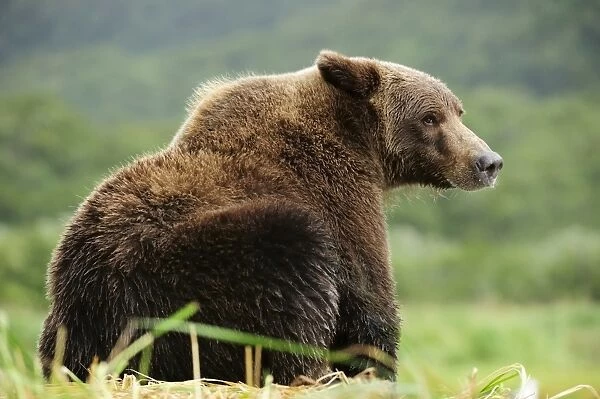 Brown Bear -Ursus arctos- sitting in the grass, Katmai National Park, Alaska