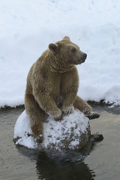 Brown Bear -Ursus arctos-, sitting on a stone, captive, Wildlife Park Langenberg, Langnau am Albis, Canton of Zurich, Switzerland