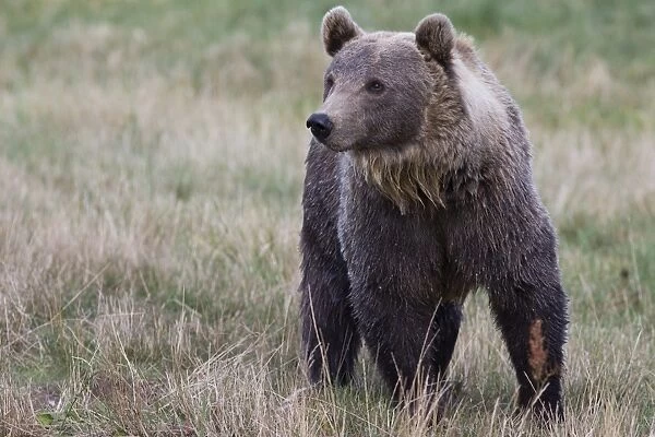 Brown Bear -Ursus arctos- in Skandinavisk Dyrepark or Scandinavian Wildlife Park, Jutland, Denmark
