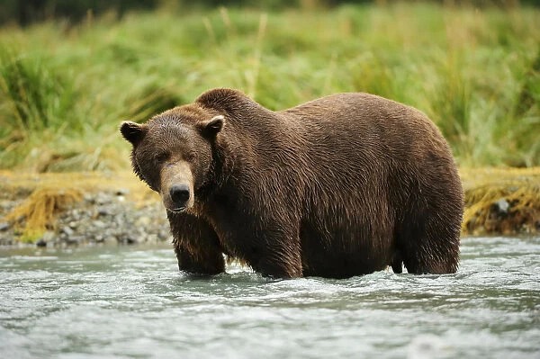 Brown Bear -Ursus arctos- standing in the river, looking for salmon, Katmai National Park, Alaska