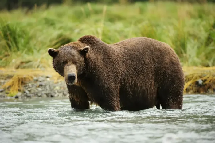 Framed Print : Brown Bear -Ursus arctos- standing in the river, looking for salmon, Katmai National Park, Alaska Framed Print : Brown Bear -Ursus arctos- standing in the river, looking for salmon, Katmai National Park, Alaska