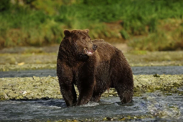 Brown Bear -Ursus arctos- standing in the river and waiting for salmon, Katmai National Park, Alaska