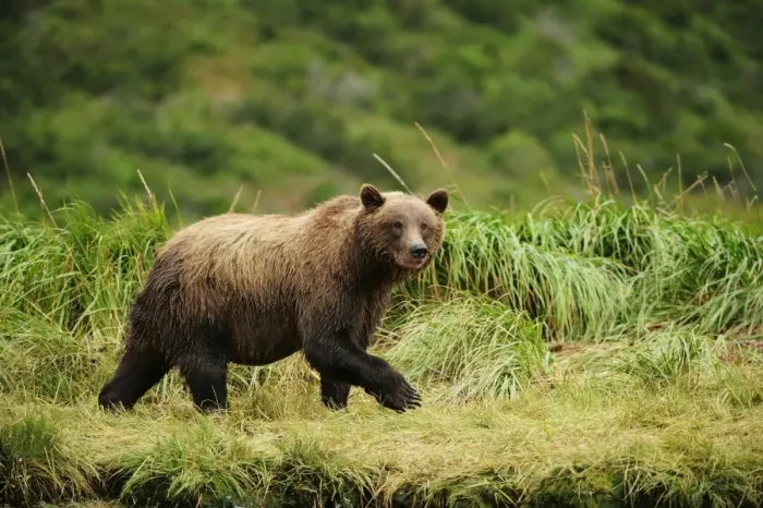 Framed Print : Brown Bear -Ursus arctos- walking across a meadow, Katmai National Park, Alaska Framed Print : Brown Bear -Ursus arctos- walking across a meadow, Katmai National Park, Alaska