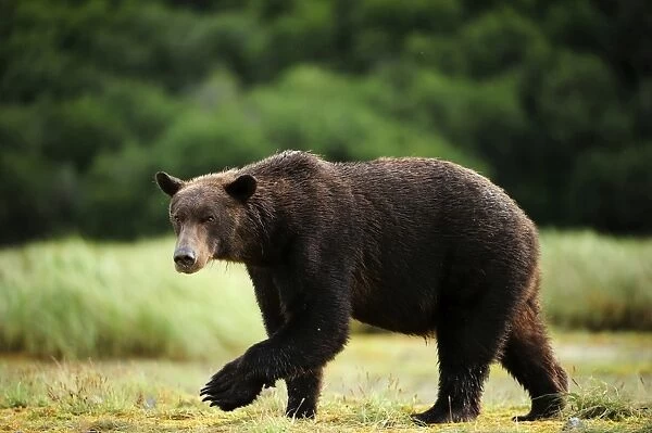Brown Bear -Ursus arctos- walking across a meadow, Katmai National Park, Alaska
