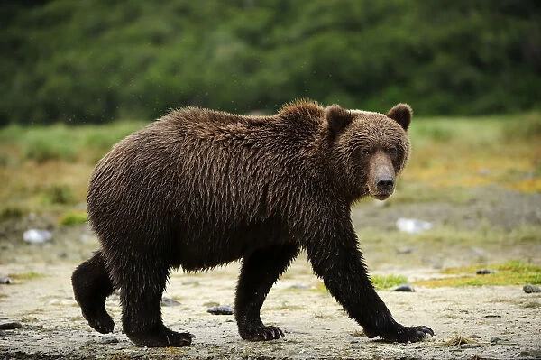 Brown Bear -Ursus arctos- walking along a riverbank, Katmai National Park, Alaska