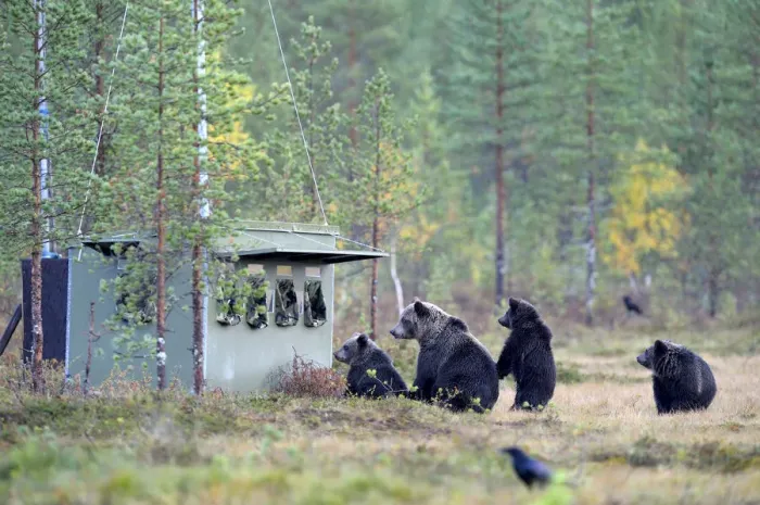 Framed Print : Brown Bears -Ursus arctos-, mother bear with cubs inspecting a photographer hiding in the autumnally coloured taiga or boreal forest, border area to Russia, Kuhmo, Karelia, Finland Framed Print : Brown Bears -Ursus arctos-, mother bear with cubs inspecting a photographer hiding in the autumnally coloured taiga or boreal forest, border area to Russia, Kuhmo, Karelia, Finland