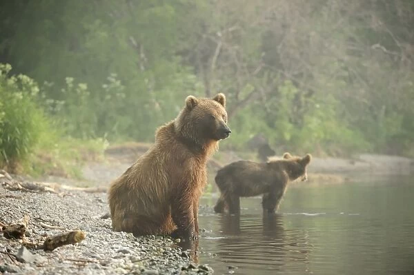 Brown Bears -Ursus arctos-, adult female with young, on the lakeshore in the early morning, Kurile Lake, Kamchatka Peninsula, Russia