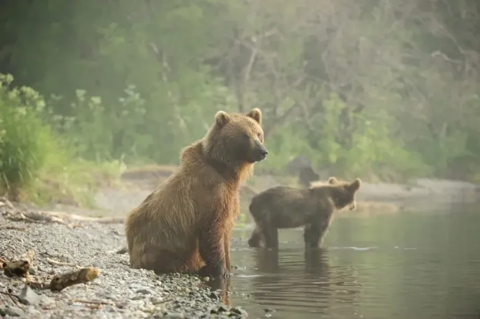 Framed Print : Brown Bears -Ursus arctos-, adult female with young, on the lakeshore in the early morning, Kurile Lake, Kamchatka Peninsula, Russia Framed Print : Brown Bears -Ursus arctos-, adult female with young, on the lakeshore in the early morning, Kurile Lake, Kamchatka Peninsula, Russia