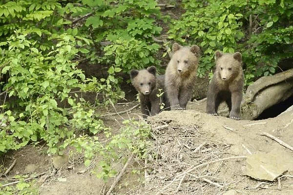 Brown Bears -Ursus arctos-, cubs standing in front of their den, captive, Wildlife Park Langenberg, Langnau am Albis, Canton of Zurich, Switzerland