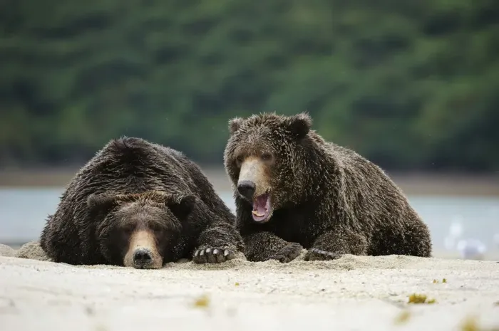 Framed Print : Two Brown Bears -Ursus arctos- dozing next to each other in the sand, Katmai National Park, Alaska
