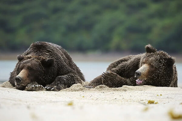 Two Brown Bears -Ursus arctos- dozing next to each other in the sand, Katmai National Park, Alaska