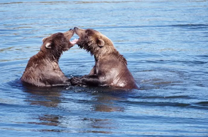 Framed Print : Two brown bears (Ursus arctos), fighting in water
