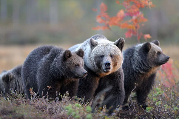 Brown Bears -Ursus arctos-, mother bear and cubs in the autumnally coloured taiga or boreal forest in the last light, border area to Russia, Kuhmo, Karelia, Finland